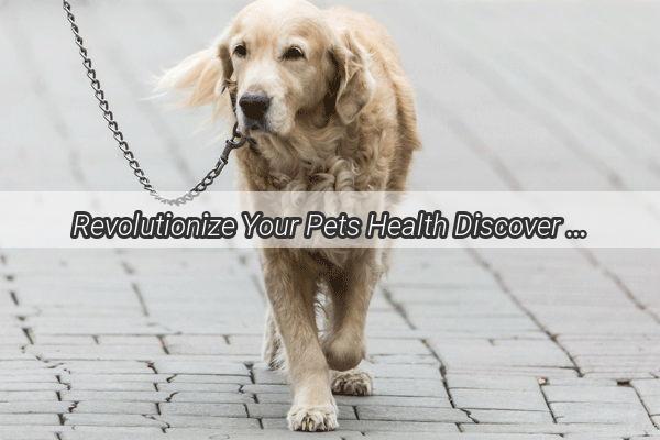 Revolutionize Your Pets Health Discover the Ultimate Medication Device for Your Canine Companion